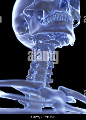 3d rendered medically accurate illustration of the cervical neck Stock Photo