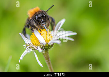 Tree Bumblebee (Bombus hypnorum) Stock Photo