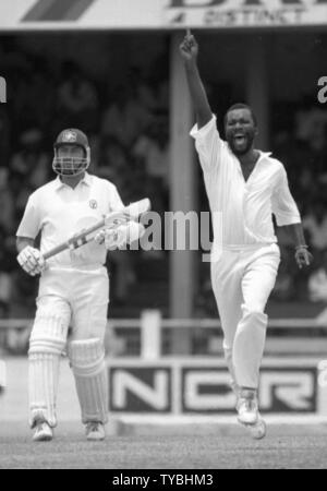 Cricket 1991   Malcolm Marshall of the West Indies takes a wicket    Photo by Tony Henshaw Stock Photo