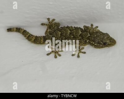 Gecko on the wall, april 2019 | usage worldwide Stock Photo