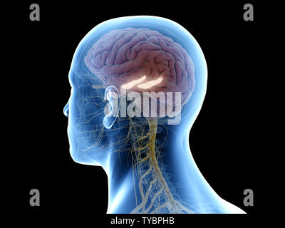 3d rendered medically accurate illustration of the hippocampus Stock Photo