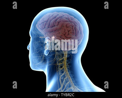 3d rendered medically accurate illustration of the pituitary gland Stock Photo