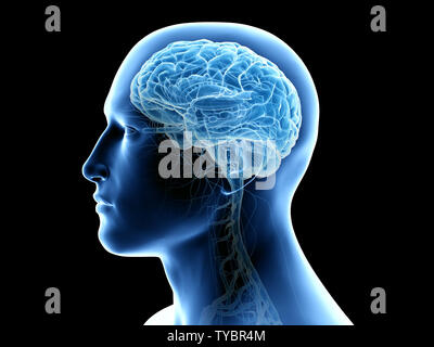 3d rendered illustration of the human brain anatomy Stock Photo - Alamy