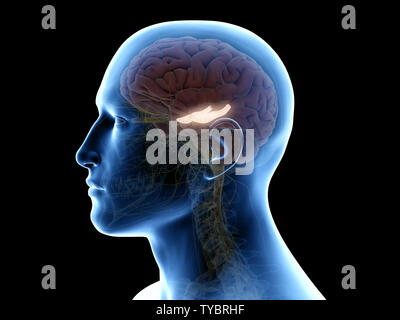 3d rendered medically accurate illustration of the hippocampus Stock Photo