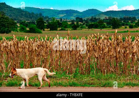 Dog walking on a street in front of a maize field with green hills and blue sky in the background. Stock Photo