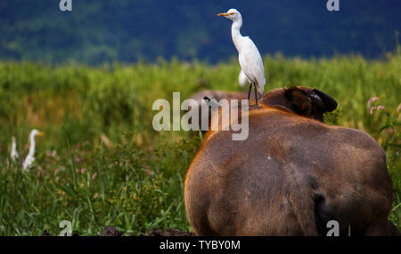 White Bird sitting on a Buffalo, standing in the Inlay Lake in Burma/Myanmar. Stock Photo