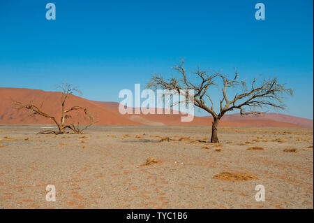 The parched ground in Deadvlei the salt pan surrounded by towering red sand dunes. Namib-Naukluft National Park, Namibia. Stock Photo