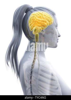 3d rendered illustration of the female brain Stock Photo - Alamy