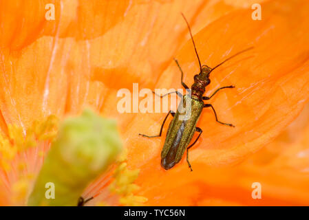 Thick-legged Flower Beetle; female (Oedemera nobilis). Kent, UK, June. Stock Photo