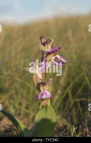 Inflorescence,  Fan-lipped orchid Anacamptis collyina Stock Photo