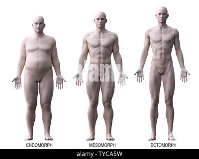 Mesomorph Cut Out Stock Images & Pictures - Alamy