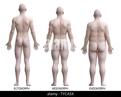 3d rendered medically accurate illustration of the male body types Stock Photo