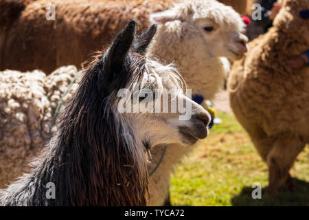 Llamas and alpacas in the garden of the Campo de Artesanos,  in Cusco, Peru, South America, Stock Photo