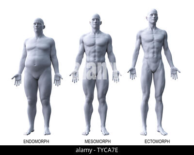 3d rendered medically accurate illustration of the male body types Stock Photo