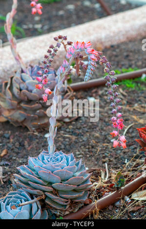 Flowering Echeveria Encantada. This is an impressive succulent up to 8 inches (20 cm) tall, that forms rosettes of fleshy, teardrop-shaped leaves with