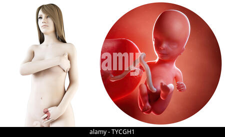 3d rendered medically accurate illustration of a pregnant woman, week 14 Stock Photo