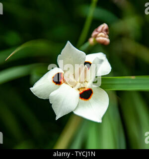 Dietes bicolor (variously known as African iris or fortnight lily) is a clump-forming rhizomatous perennial plant with long sword-like pale-green leav Stock Photo