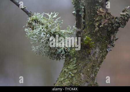 tree moss, hohenlohe region, Baden-Wuerttemberg, Heilbronn-Franconia, Germany, (Pseudevernia furfuracea) Stock Photo