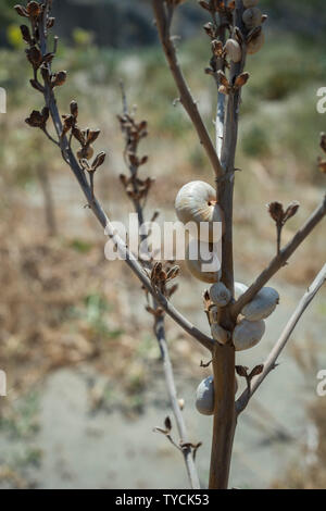 sand hill snail, crete, greece, europe, (Theba pisana) Stock Photo