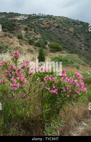 oleander, plakias, crete, greece, europe, (nerium oleander) Stock Photo