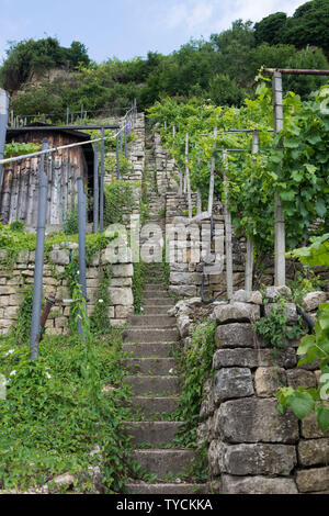 vineyard, neckartal, ludwigsburg, poppenweiler, baden-wuerttemberg, germany Stock Photo