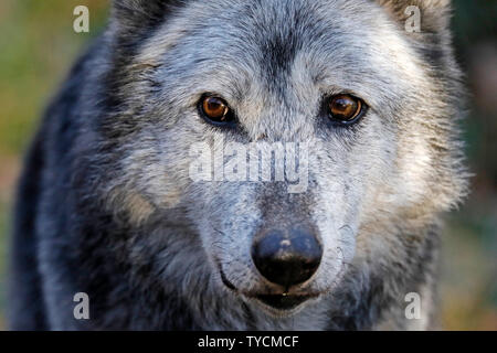 Timberwolf, wolf, (Canis lupus lycaon), captive Stock Photo