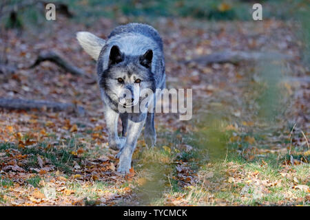 Timberwolf, wolf, (Canis lupus lycaon), captive Stock Photo