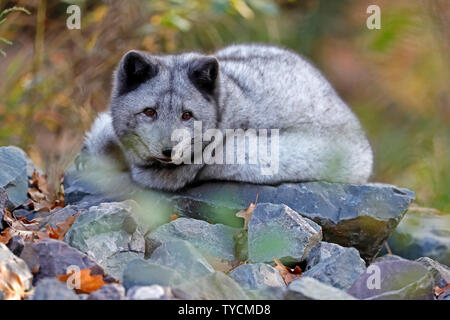 Arctic fox, (Alopex lagopus), captive Stock Photo