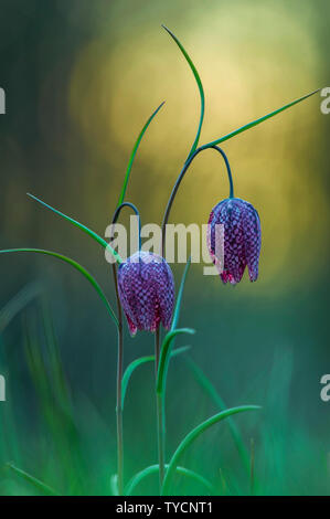 snake's head fritillary, Teutoburger Wald, Germany, Fritillaria meleagris Stock Photo