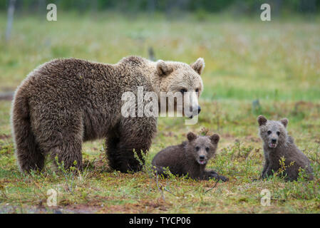 European Brown Bear, female with cubs, Karelia, Finland, Ursus arctos Stock Photo