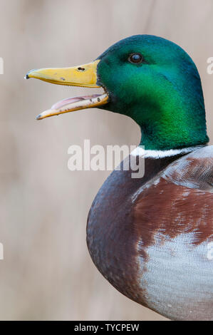 Mallard, drake, Lower Saxony, Germany, Anas platyrhynchos Stock Photo