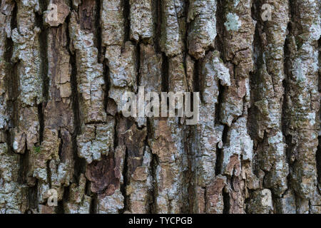 Oak bark, Urwald Baumweg, Oldenburger Land, Lower Saxony, Germany, Quercus spec. Stock Photo