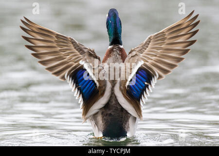 Mallard, drake, Lower Saxony, Germany, Anas platyrhynchos Stock Photo