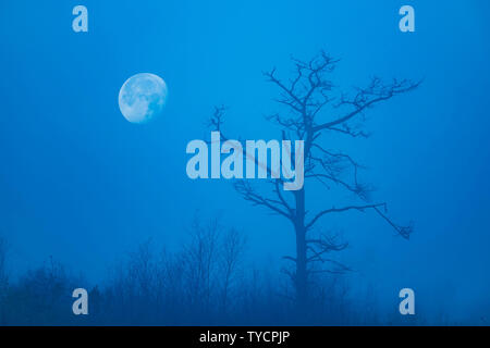 Pine tree, moonrise, Goldenstedter Moor, Lower Saxony, Germany Stock Photo