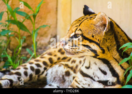 Close-up of an ocelot, Leopardus pardalis, laying on the ground Stock Photo