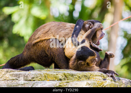 Two brown capuchin monkeys fighting and playing on a rock Stock Photo
