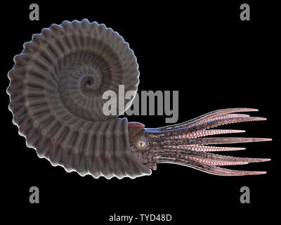 3d rendered illustration of a pre-historic marine creature - ammonite Stock Photo