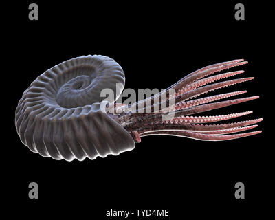 3d rendered illustration of a pre-historic marine creature - ammonite Stock Photo