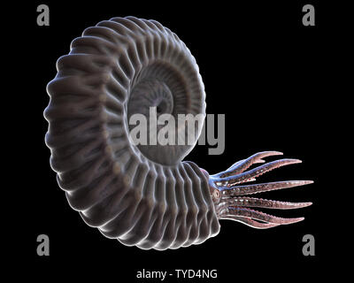 3d rendered illustration of a pre-historic marine creature - ammonite Stock Photo