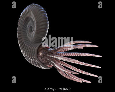 3d rendered illustration of a pre-historic marine creature - ammonite Stock Photo