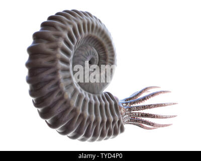 3d rendered illustration of an Ammonite Stock Photo