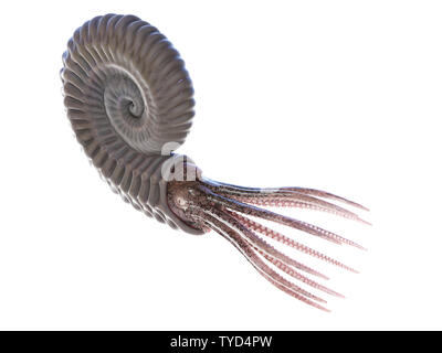 3d rendered illustration of an Ammonite Stock Photo