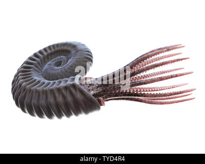 3d rendered illustration of an Ammonite Stock Photo