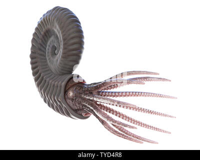 3d rendered illustration of an Ammonite Stock Photo