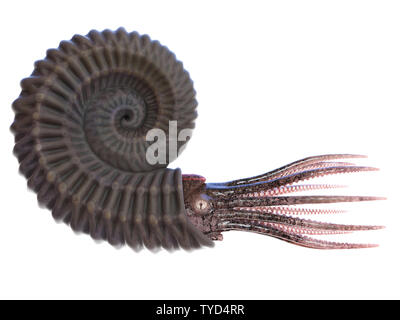 3d rendered illustration of an Ammonite Stock Photo