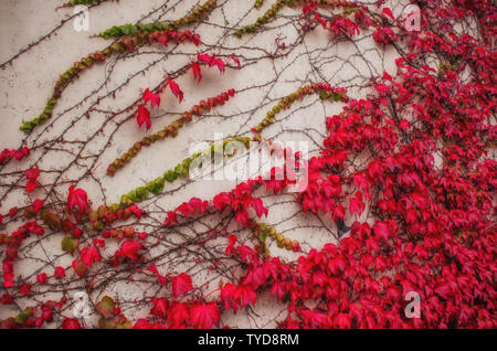 The wall is covered with a loach with autumn red leaves. Stock Photo