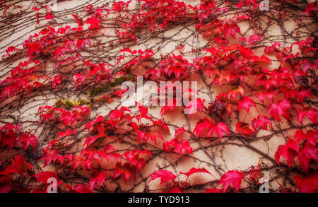 Concrete wall braided with loach. Autumn background. Stock Photo