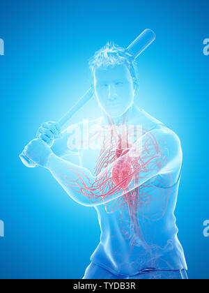 3d rendered medically accurate illustration of a baseball players heart Stock Photo