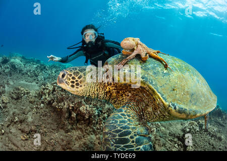 A diver (MR) looks on as a day octopus, Octopus cyanea, hitches a ride on a green sea turtle, Chelonia mydas, Hawaii. Stock Photo