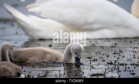 Isolated beautiful family of mute swans, parents and youngsters in the wild- Danube Delta Romania Stock Photo